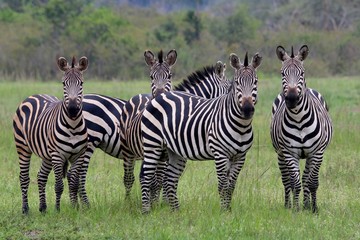 Zebra, Zebras Serengeti, Tanzania, Africa