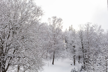 Fir trees covered with snow on a winter mountain