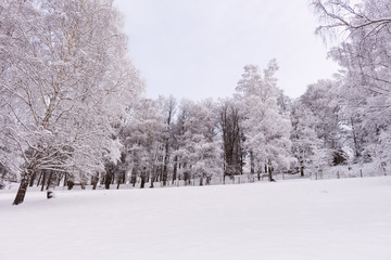 Winter mountain trees on winter mountain background landscape.