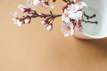 Close up view of beautiful blooming spring tree branches with white flowers in a white cup on a brown cardboard background, Hello Spring or Happy Easter background 