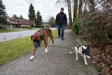 Man walking dogs in the neighborhood. Taken in Fraser Heights, Greater Vancouver, British Columbia, Canada.