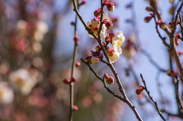 咲き始めの白梅