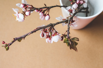 Close up view of beautiful blooming spring tree branches with white flowers in a white cup on a...
