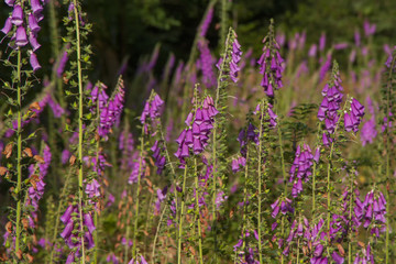 Fototapeta premium Fingerhut (Digitalis purpurea)