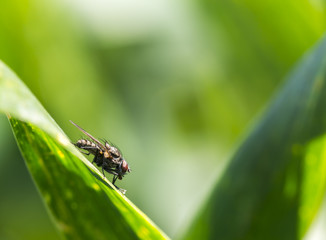 Close up of a fly on a green leaf natural background