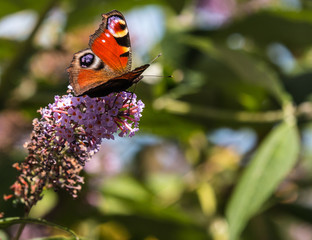 the first butterflies in late winter