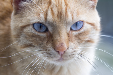 Brown cat looking straight to camera, ,domestic cat, relaxing cat, emotional eyed cats,