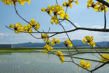 黄色い花の咲く春