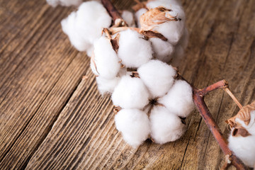 twig of cotton flower on wooden background