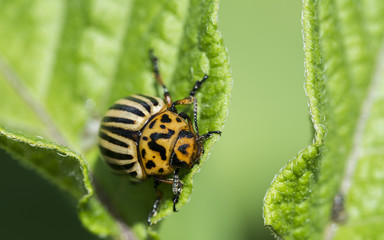 Colorado potato beetle Garden pest insect, green potato leaf
