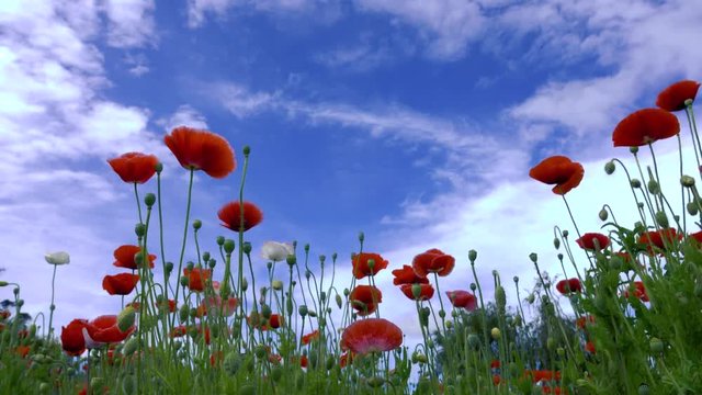 Papaver rhoeas flower. Royalty high quality free stock footage of papaver rhoeas flowers. Papaver rhoeas is an annual herbaceous species of flowering plant in the poppy family, Papaveraceae