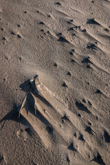 La plage de Piémanson en Camargue
