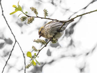 Spring arrives announced by the little birds!