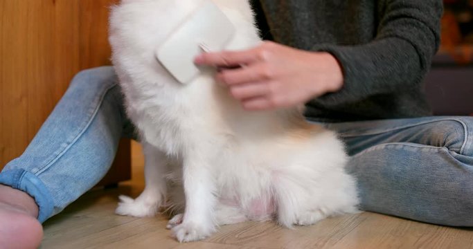 Woman brush her pomeranian dog at home