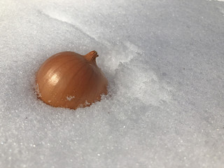 Onion on the snow winter