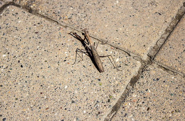 The insect mantis crawls along the road, along the sidewalk.