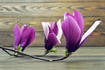 Magnolia flowers on wooden background