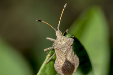 Bug Gonocerus acuteangulatus on a leaf, coreidae family