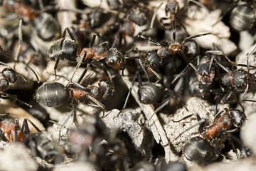 Common red ant face closeup macro colony