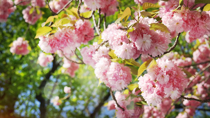 Fototapeta premium Double Cherry Blossom Flowers