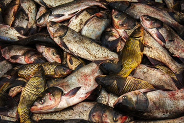 industrial fishing. illegal fishing and seafood.