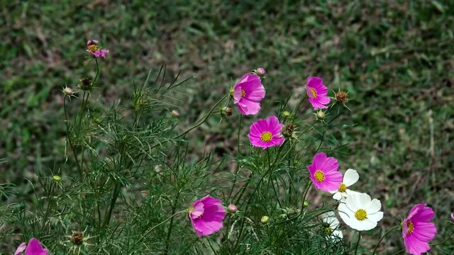 Cosmos flower in . Royalty high quality free stock footage of beautiful pink cosmos flowers blooming in garden. Cosmos flower are herbaceous perennial plants or annual plants growing tall