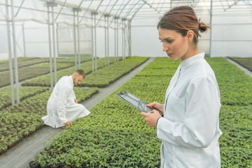 Agricultural Engineers. Seedlings production. Seedlings Greenhouse.