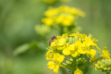 菜の花とミツバチ
