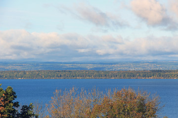 trees on the shore of the lake