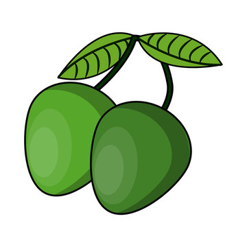 genips fruit isolated vector illustration graphic design