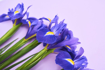 Fototapeta na wymiar Greeting card purple iris