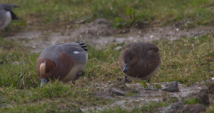 Male and female wigeon ducks searching for food in grass slow motion