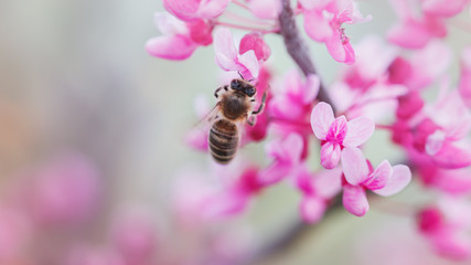 Spring flowering, pollination by bees. Close-up, bright, toned photo, fruit blossoming tree branches. Honeybees collect nectar and pollen. Signs of spring.