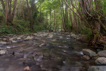 River in the forest