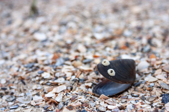Mussel in the form of cheerful smiley on shingle in the surf, the Black Sea coast.