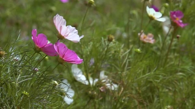 Cosmos flower. Royalty high quality free stock footage of beautiful pink cosmos flowers blooming in garden. Cosmos flower are herbaceous perennial plants or annual plants growing tall