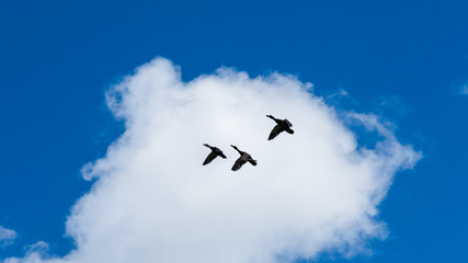 Enten im Flug