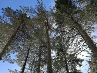 Campitello Matese - Pineta dal basso
