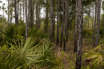 Forest in Florida