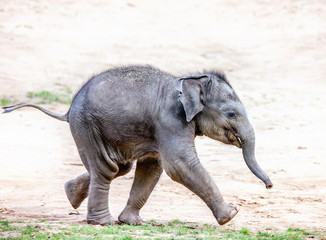 Fototapeta premium Running elephant calf