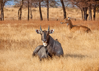 Antelopes, Ranthambore National Park, Sawai Madhopur District, Rajistan
