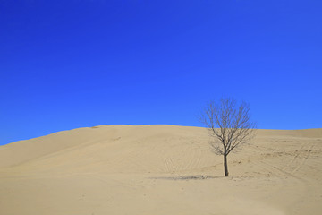 Dry trees on the beach