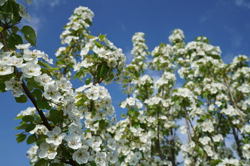Close up view of a blooming pear fruit tree with some green leaves near Dallas, Texas during spring time