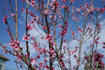 Peach tree with blossoms during spring time near Dallas, Texas