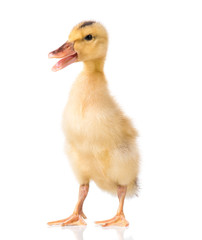 Fototapeta premium Cute little yellow newborn duckling isolated on white background. Newly hatched duckling on a chicken farm.