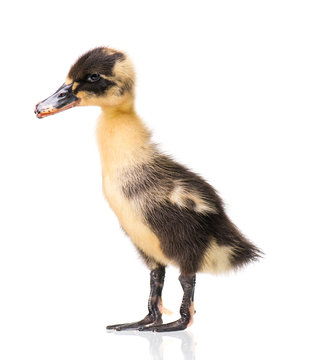 Cute little black yellow newborn duckling isolated on white background. Newly hatched duckling on a chicken farm.