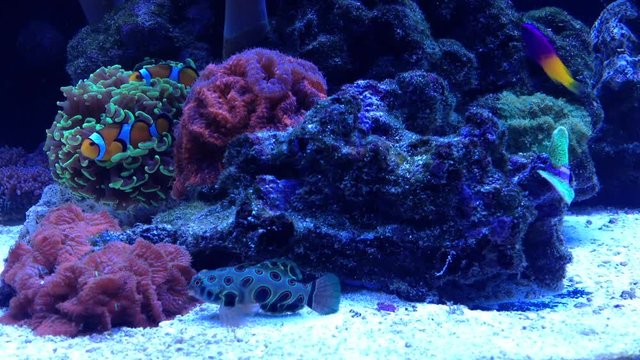 Clownfish in aquarium