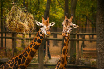 Two adult giraffes feeding at the Zoo