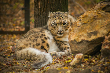 Snow Leopard in the zoo