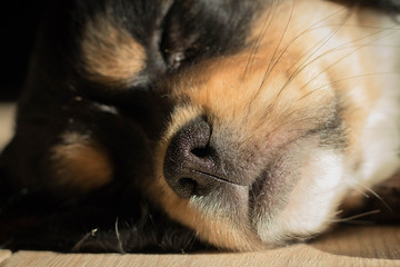  a cute white puppy with beige ears, sleeping sweetly on a wooden floor in the warm sunshine